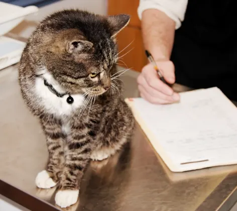 Cat on an examination table 